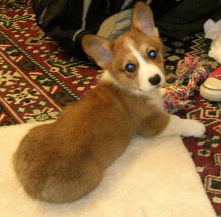 Ein pup